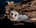 Se estrenará “Isla de lémures: Madagascar” en el Domo IMAX del Cecut