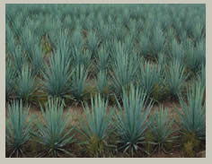 Recorrido en Azul Agave